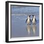 Jackass Penguin Pair-null-Framed Photographic Print