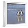 Jackass Penguin Pair-null-Framed Photographic Print