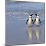 Jackass Penguin Pair-null-Mounted Photographic Print