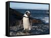 Jackass Penguin (Speniscus Demersus) (African Penguin), Boulders Beach, Cape Town, South Africa-Sergio Pitamitz-Framed Stretched Canvas