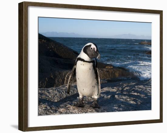 Jackass Penguin (Speniscus Demersus) (African Penguin), Boulders Beach, Cape Town, South Africa-Sergio Pitamitz-Framed Photographic Print