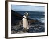 Jackass Penguin (Speniscus Demersus) (African Penguin), Boulders Beach, Cape Town, South Africa-Sergio Pitamitz-Framed Photographic Print