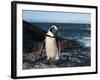 Jackass Penguin (Speniscus Demersus) (African Penguin), Boulders Beach, Cape Town, South Africa-Sergio Pitamitz-Framed Photographic Print