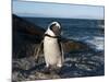 Jackass Penguin (Speniscus Demersus) (African Penguin), Boulders Beach, Cape Town, South Africa-Sergio Pitamitz-Mounted Photographic Print