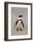 Jackass Penguin (Spheniscus demersus) adult, walking on beach, Boulders Beach, Simonstown-Jurgen & Christine Sohns-Framed Photographic Print