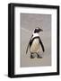 Jackass Penguin (Spheniscus demersus) adult, walking on beach, Boulders Beach, Simonstown-Jurgen & Christine Sohns-Framed Photographic Print