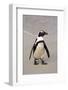 Jackass Penguin (Spheniscus demersus) adult, walking on beach, Boulders Beach, Simonstown-Jurgen & Christine Sohns-Framed Photographic Print