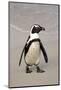 Jackass Penguin (Spheniscus demersus) adult, walking on beach, Boulders Beach, Simonstown-Jurgen & Christine Sohns-Mounted Photographic Print