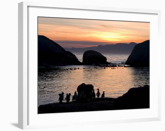 Jackass Penguins (African Penguins) (Speniscus Demersus), Boulder's Beach, Cape Town, South Africa-Thorsten Milse-Framed Photographic Print