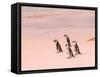 Jackass Penguins at the Boulders, near Simons Town, South Africa-Bill Bachmann-Framed Stretched Canvas