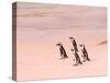 Jackass Penguins at the Boulders, near Simons Town, South Africa-Bill Bachmann-Stretched Canvas