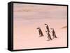 Jackass Penguins at the Boulders, near Simons Town, South Africa-Bill Bachmann-Framed Stretched Canvas