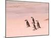 Jackass Penguins at the Boulders, near Simons Town, South Africa-Bill Bachmann-Mounted Photographic Print
