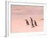 Jackass Penguins at the Boulders, near Simons Town, South Africa-Bill Bachmann-Framed Photographic Print