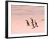 Jackass Penguins at the Boulders, near Simons Town, South Africa-Bill Bachmann-Framed Photographic Print