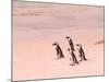 Jackass Penguins at the Boulders, near Simons Town, South Africa-Bill Bachmann-Mounted Photographic Print