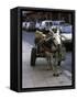 Jackass with Carriage on a Street in Morocco-Michael Brown-Framed Stretched Canvas