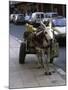 Jackass with Carriage on a Street in Morocco-Michael Brown-Mounted Photographic Print