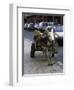 Jackass with Carriage on a Street in Morocco-Michael Brown-Framed Photographic Print