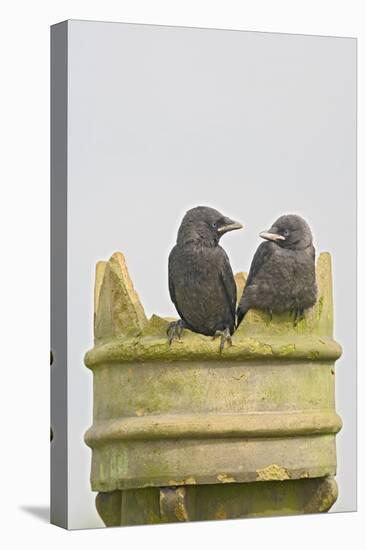 Jackdaw, Youngsters on Chimney Pot-null-Stretched Canvas