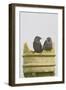 Jackdaw, Youngsters on Chimney Pot-null-Framed Photographic Print