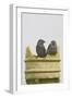 Jackdaw, Youngsters on Chimney Pot-null-Framed Photographic Print