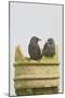 Jackdaw, Youngsters on Chimney Pot-null-Mounted Photographic Print