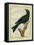 Jackdaw-Georges-Louis Buffon-Framed Stretched Canvas