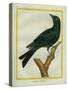 Jackdaw-Georges-Louis Buffon-Stretched Canvas