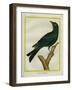 Jackdaw-Georges-Louis Buffon-Framed Giclee Print