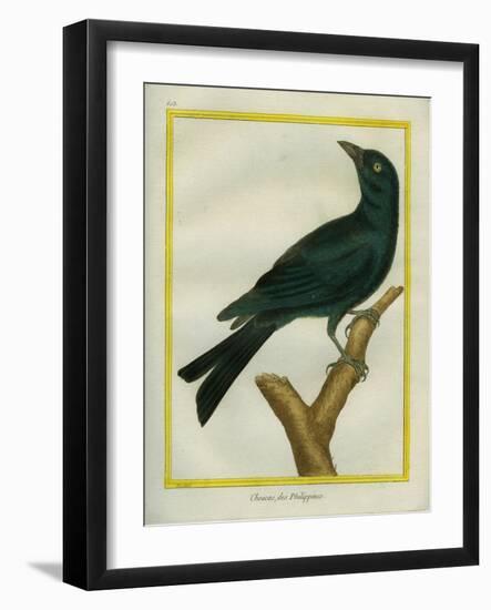 Jackdaw-Georges-Louis Buffon-Framed Giclee Print