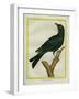 Jackdaw-Georges-Louis Buffon-Framed Giclee Print