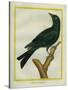 Jackdaw-Georges-Louis Buffon-Stretched Canvas