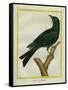 Jackdaw-Georges-Louis Buffon-Framed Stretched Canvas