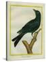 Jackdaw-Georges-Louis Buffon-Stretched Canvas