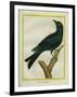 Jackdaw-Georges-Louis Buffon-Framed Giclee Print