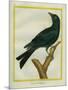 Jackdaw-Georges-Louis Buffon-Mounted Giclee Print