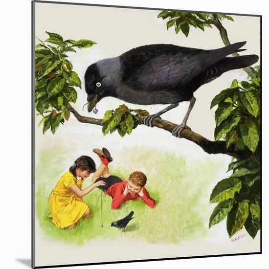 Jackdaw-Clive Uptton-Mounted Giclee Print