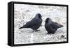 Jackdaws in the Frost-null-Framed Stretched Canvas