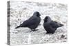 Jackdaws in the Frost-null-Stretched Canvas