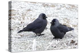 Jackdaws in the Frost-null-Stretched Canvas