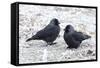 Jackdaws in the Frost-null-Framed Stretched Canvas