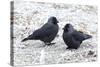 Jackdaws in the Frost-null-Stretched Canvas