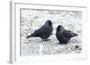 Jackdaws in the Frost-null-Framed Photographic Print