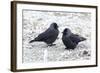 Jackdaws in the Frost-null-Framed Photographic Print