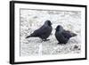 Jackdaws in the Frost-null-Framed Photographic Print