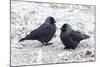 Jackdaws in the Frost-null-Mounted Photographic Print