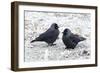 Jackdaws in the Frost-null-Framed Photographic Print