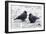 Jackdaws in the Frost-null-Framed Photographic Print