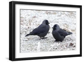 Jackdaws in the Frost-null-Framed Photographic Print